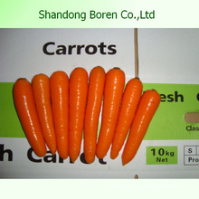 Export Fresh Natural Carrot De: China